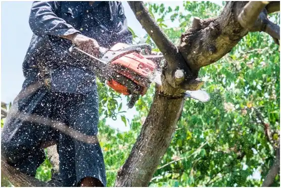 tree services Park Ridge